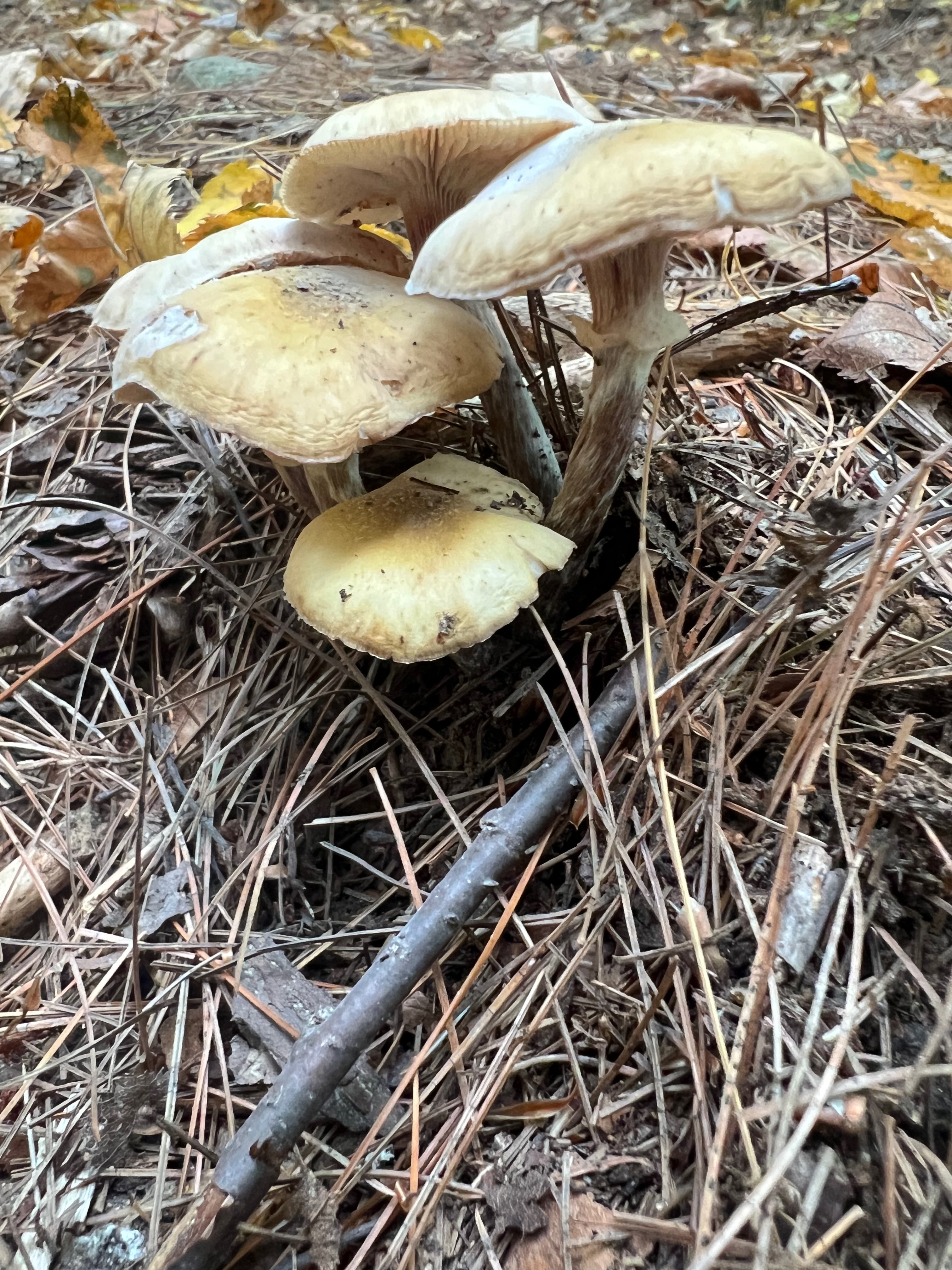 Armillaria mellea